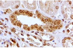 ABIN5539467 (2µg/ml) staining of paraffin embedded Human Kidney. (Aryl Hydrocarbon Receptor Antikörper  (Internal Region))