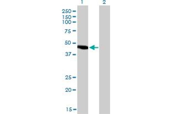 NR2E3 antibody  (AA 1-322)