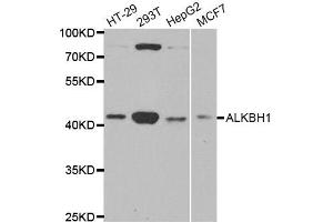 Western Blotting (WB) image for anti-AlkB, Alkylation Repair Homolog 1 (ALKBH1) antibody (ABIN1882367) (ALKBH1 Antikörper)
