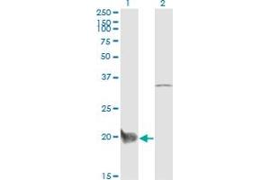 Western Blot analysis of CEBPG expression in transfected 293T cell line by CEBPG monoclonal antibody (M03), clone S2. (CEBPG Antikörper  (AA 1-150))