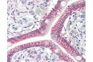 Anti-GPR52 antibody IHC staining of human small intestine. (GPR52 Antikörper  (AA 1-30))