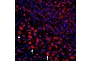 Expression of proNGF in mouse cortexImmunohistochemical staining of perfusion-fixed mouse brain frozen sections using Guinea pig Anti-proNGF Antibody (ABIN7043555, ABIN7045386 and ABIN7045387), (1:400), followed by goat-anti-guinea pig-Cy3. (Nerve Growth Factor (NGF) Peptid)