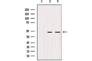 Western blot analysis of extracts from various samples, using WDR18 Antibody.