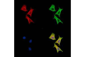 ABIN7096690 and ABIN7100755 staining HepG2 cells by IF/ICC.