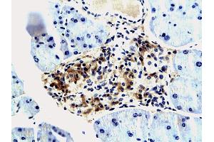 Formalin-fixed and paraffin embedded mouse pancreas tissue labeled with Anti IMP3 IGF-IIBP3 Polyclonal Antibody, unconjugated (ABIN674814) at 1:200 followed by incubation with conjugated secondary antibody and DAB staining (IGF2BP3 Antikörper  (AA 101-230))