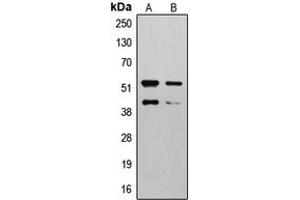 Western blot analysis of MMP10 expression in HepG2 (A), NIH3T3 (B) whole cell lysates.