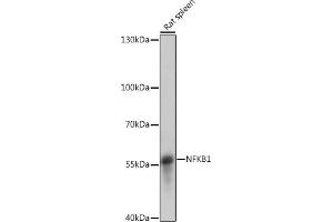 Western Blotting (WB) image for anti-Nuclear Factor of kappa Light Polypeptide Gene Enhancer in B-Cells 1 (NFKB1) (AA 300-433) antibody (ABIN7268980)