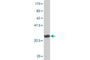 Western Blot detection against Immunogen (35. (FRZB Antikörper  (AA 102-190))