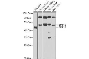 Western blot analysis of extracts of various cell lines, using BMP15 antibody (ABIN6127524, ABIN6137593, ABIN6137594 and ABIN6223163) at 1:1000 dilution. (BMP15 Antikörper  (AA 143-392))