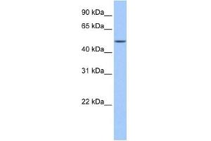 FAAH2 antibody used at 1 ug/ml to detect target protein. (FAAH2 Antikörper  (C-Term))