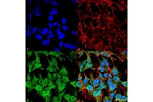 Immunocytochemistry/Immunofluorescence analysis using Mouse Anti-GABA-A Receptor Alpha5 Monoclonal Antibody, Clone S415-24 . (GABRA1 Antikörper  (Cytoplasmic Domain) (Biotin))