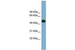 Image no. 1 for anti-Abhydrolase Domain Containing 12 (ABHD12) (AA 323-372) antibody (ABIN6743342) (ABHD12 Antikörper  (AA 323-372))