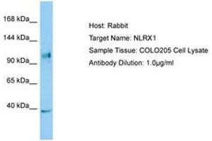 Image no. 1 for anti-NLR Family Member X1 (NLRX1) (C-Term) antibody (ABIN6749996) (NLRX1 Antikörper  (C-Term))