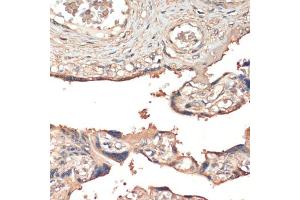 Immunohistochemistry of paraffin-embedded human placenta using MSP/MST1 antibody (ABIN6132374, ABIN6144095, ABIN6144096 and ABIN6216790) at dilution of 1:200 (40x lens). (MST1 Antikörper  (AA 200-500))