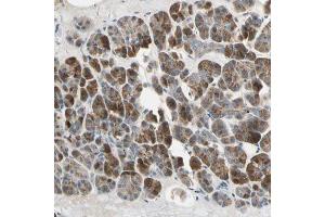 Immunohistochemical staining (Formalin-fixed paraffin-embedded sections) of human pancreas with AKAP9 polyclonal antibody  shows strong cytoplasmic positivity in exocrine glandular cells. (AKAP9 Antikörper  (AA 963-1110))