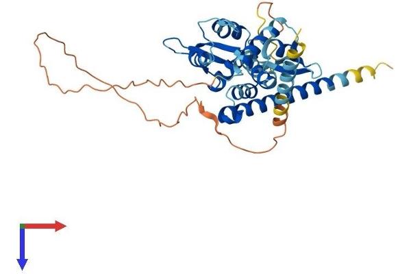 MAGEB18 Protein (AA 1-343) (His tag)