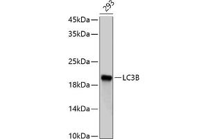 Western blot analysis of extracts of 293 cells, using LC3B antibody (ABIN6129924 and ABIN6143474). (LC3B Antikörper)