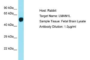 Host: Rabbit Target Name: LMAN1L Sample Tissue: Human Fetal Brain Antibody Dilution: 1ug/ml