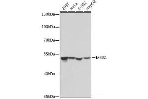 Western blot analysis of extracts of various cell lines using MEIS1 Polyclonal Antibody at dilution of 1:1000. (MEIS1 Antikörper)
