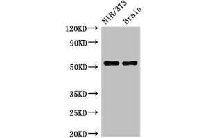 Western Blot Positive WB detected in: NIH/3T3 whole cell lysate, Mouse brain tissue All lanes: OLFM1 antibody at 2. (Olfactomedin 1 Antikörper  (AA 374-441))