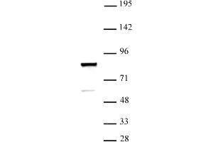 ARID3A antibody (pAb) tested by Western blot. (ARID3A Antikörper  (C-Term))