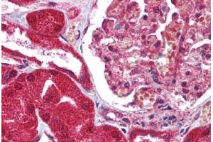 Human Kidney (formalin-fixed, paraffin-embedded) stained with FAIM3 antibody ABIN213927 at 5 ug/ml followed by biotinylated goat anti-rabbit IgG secondary antibody ABIN481713, alkaline phosphatase-streptavidin and chromogen. (FAIM3 Antikörper  (C-Term))
