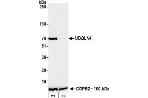 anti-Ubiquilin 4 (UBQLN4) (AA 2-601) antibody