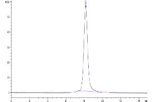 The purity of Rhesus macaque LILRB1 is greater than 95 % as determined by SEC-HPLC. (LILRB1 Protein (AA 1-474) (His tag))