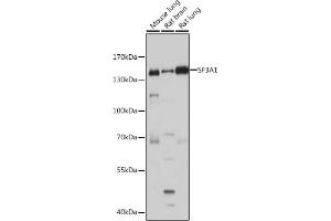 Western blot analysis of extracts of various cell lines, using SF3 antibody (ABIN1682670, ABIN3018893, ABIN3018894 and ABIN6220615) at 1:1000 dilution.