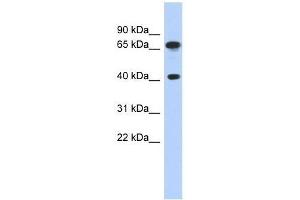 Western Blot showing FUBP3 antibody used at a concentration of 1.