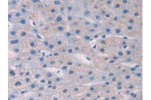 Detection of NGF in Human Liver Tissue using Polyclonal Antibody to Nerve Growth Factor (NGF) (Nerve Growth Factor Antikörper  (AA 19-239))