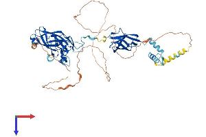 EBF2 Protein (AA 1-575) (His tag)