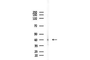 Western blot analysis of lysates from Mouse brain, using GNAO1 Antibody at 1/1000 dilution.