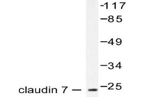 Image no. 1 for anti-Claudin 7 (CLDN7) antibody (ABIN265365) (Claudin 7 Antikörper)
