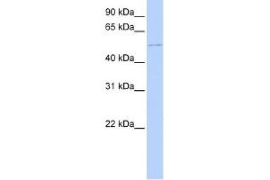 WB Suggested Anti-DCX Antibody Titration:  0. (Doublecortin Antikörper  (C-Term))