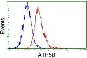 Image no. 1 for anti-ATP Synthase, H+ Transporting, Mitochondrial F1 Complex, beta Polypeptide (ATP5B) antibody (ABIN1496768)