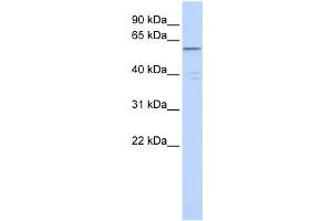 Western Blotting (WB) image for anti-Zinc Finger Protein 141 (ZNF141) antibody (ABIN2458313) (ZNF141 Antikörper)