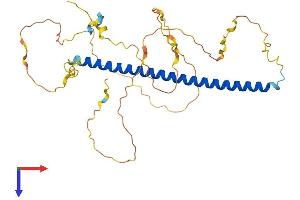 FOSL2 Protein (AA 1-326) (His tag)