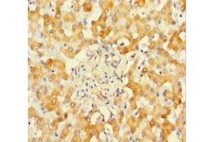 Immunohistochemistry of paraffin-embedded human liver tissue using ABIN7170944 at dilution of 1:100 (SUOX Antikörper  (AA 80-545))