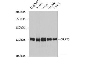 Western blot analysis of extracts of various cell lines using SART3 Polyclonal Antibody at dilution of 1:3000.