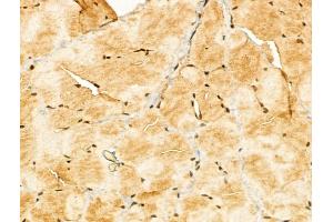 ABIN7094325 and ABIN7098372 at 1/100 staining Rat skin tissue by IHC-P. (KLF13 Antikörper  (C-Term))