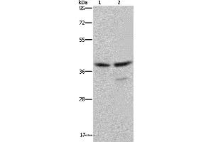 Western blot analysis of Jurkat and Hela cell, using BUB3 Polyclonal Antibody at dilution of 1:300 (BUB3 Antikörper)