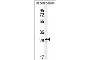 Western blot analysis of TESC Antibody (C-term) (ABIN651329 and ABIN2840191) in mouse cerebellum tissue lysates (35 μg/lane).