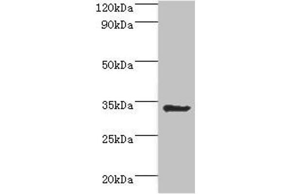 AIMP1 Antikörper  (AA 25-180)