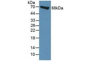 Figure. (Moesin Antikörper  (AA 354-577))