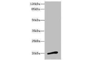 Western blot All lanes: NMUantibody at 3. (Neuromedin U Antikörper  (AA 35-174))