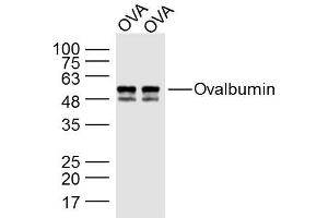 Ovalbumin protein lysates probed with Ovalbumin Polyclonal Antibody, Unconjugated  at 1:300 dilution and 4˚C overnight incubation. (Ovalbumin Antikörper)