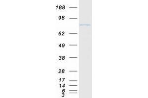 Western Blotting (WB) image for Osteosarcoma Amplified 9, Endoplasmic Reticulum Lectin (OS9) (Transcript Variant 1) protein (Myc-DYKDDDDK Tag) (ABIN2727970)