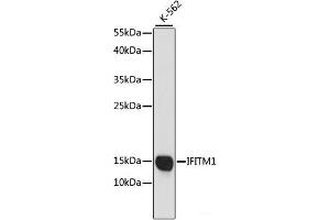 Western blot analysis of extracts of K-562 cells using IFITM1 Polyclonal Antibody at dilution of 1:1000. (IFITM1 Antikörper)