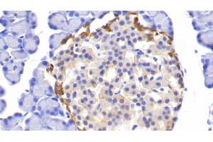 Detection of UCHL1 in Rat Pancreas Tissue using Polyclonal Antibody to Ubiquitin Carboxyl Terminal Hydrolase L1 (UCHL1) (UCHL1 Antikörper  (AA 2-223))